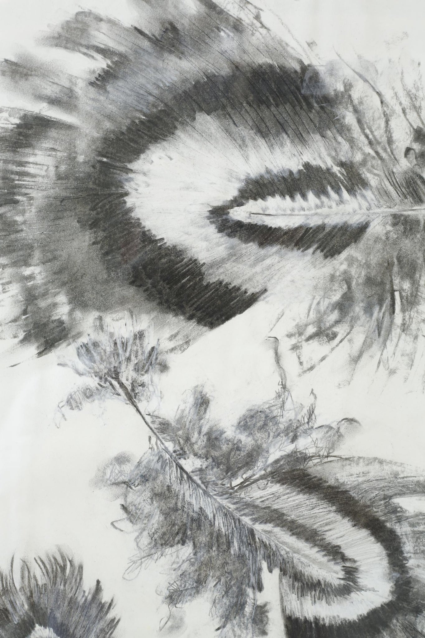 21st century Charcoal and chalk artwork - Feathers 1