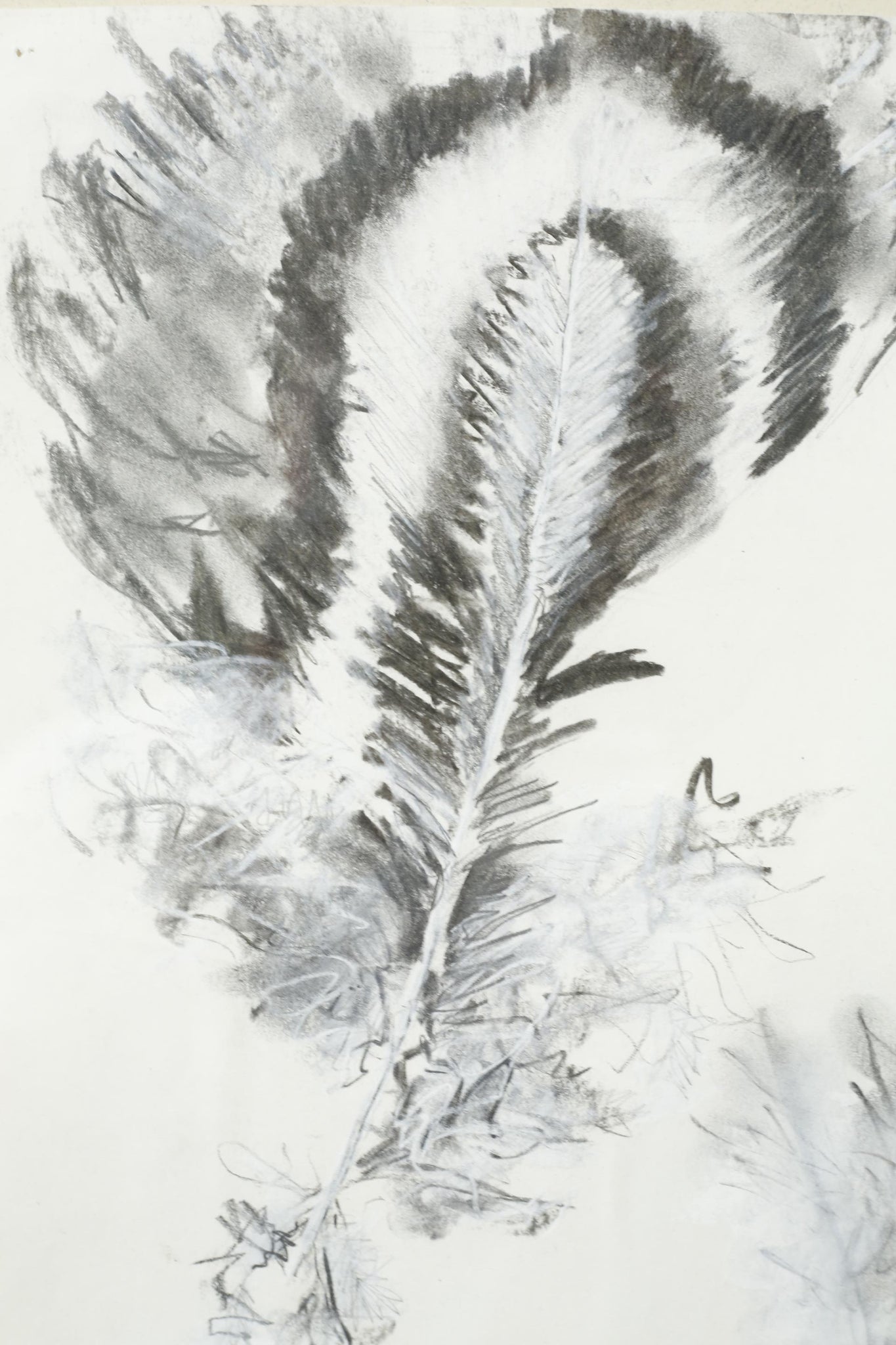 21st century Charcoal and chalk artwork - Feathers 2