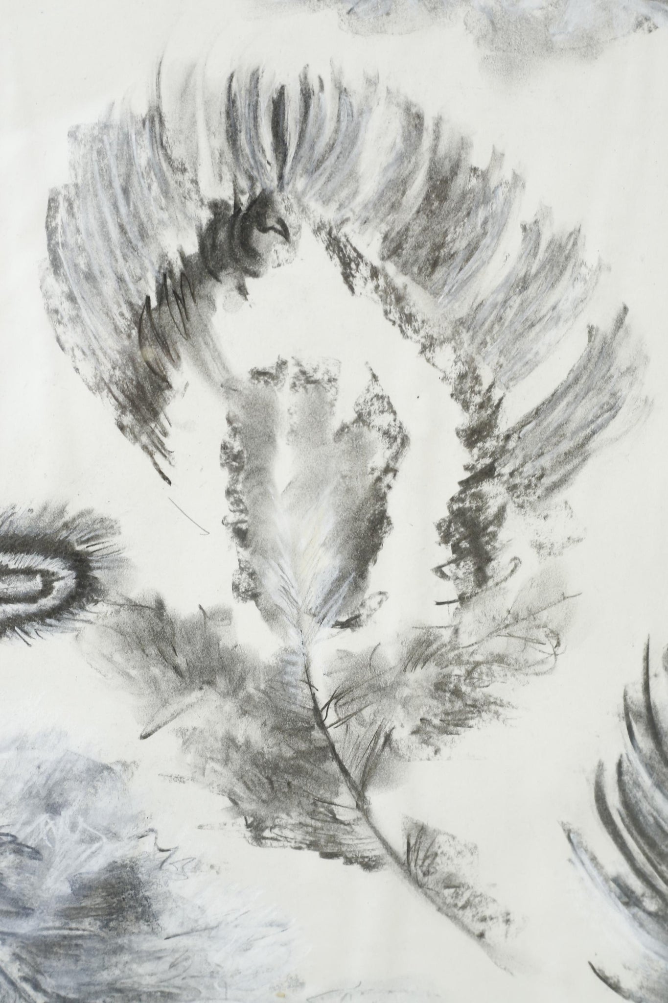 21st century Charcoal and chalk artwork - Feathers 2