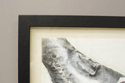 21st century oil, chalk and charcoal artwork - Rainbow Trout - TallBoy Interiors