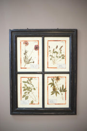 20th century Herbarium Quad Frame No 1 - TallBoy Interiors