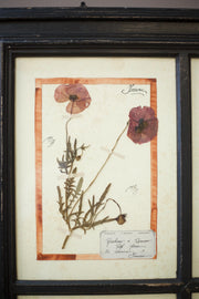 20th century Herbarium Quad Frame No 1 - TallBoy Interiors