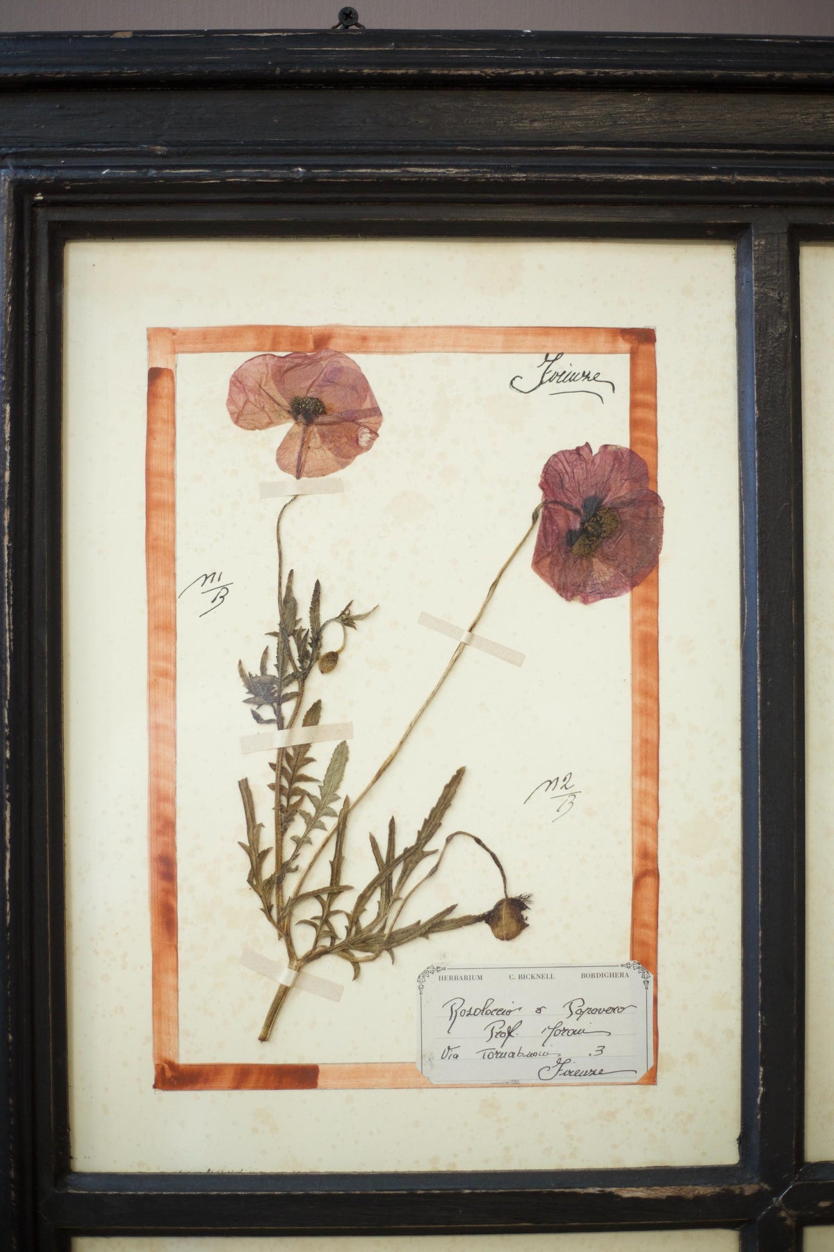 20th century Herbarium Quad Frame No 1 - TallBoy Interiors