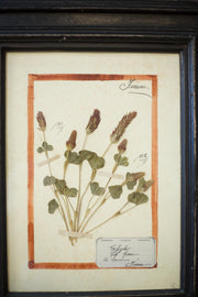 20th century Herbarium Quad Frame No 1 - TallBoy Interiors