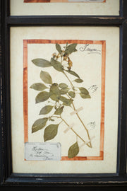 20th century Herbarium Quad Frame No 1 - TallBoy Interiors