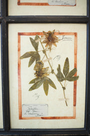20th century Herbarium Quad Frame No 1 - TallBoy Interiors