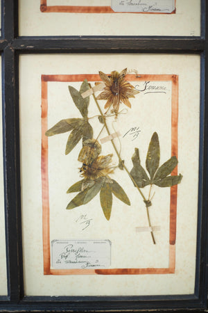 20th century Herbarium Quad Frame No 1