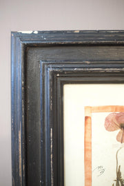 20th century Herbarium Quad Frame No 1 - TallBoy Interiors