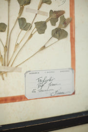 20th century Herbarium Quad Frame No 1 - TallBoy Interiors