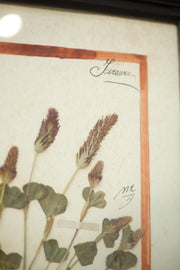 20th century Herbarium Quad Frame No 1 - TallBoy Interiors