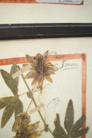 20th century Herbarium Quad Frame No 1 - TallBoy Interiors