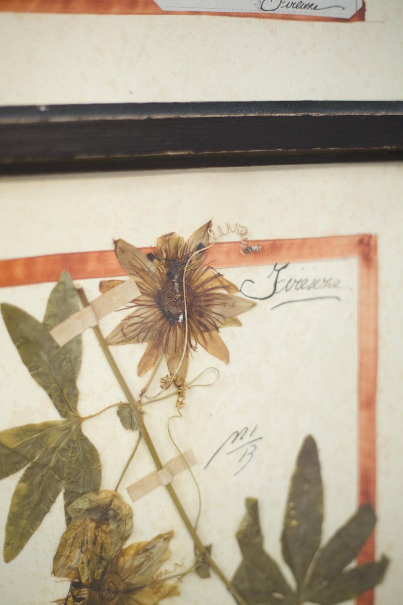 20th century Herbarium Quad Frame No 1
