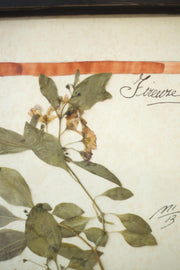 20th century Herbarium Quad Frame No 1 - TallBoy Interiors