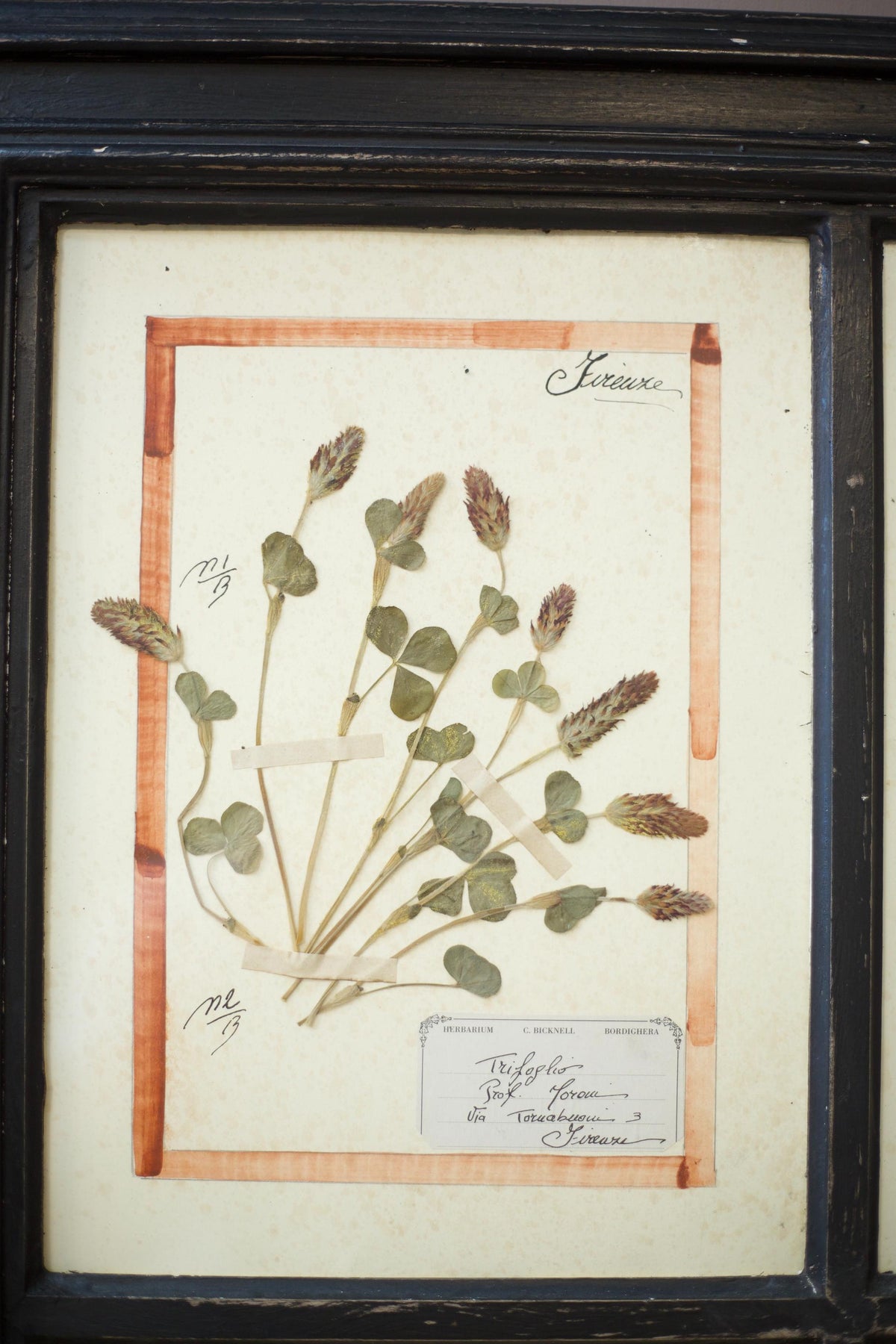 20th Century Herbarium Quad frame No2 - TallBoy Interiors