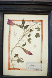 20th Century Herbarium Quad frame No2 - TallBoy Interiors