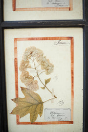 20th Century Herbarium Quad frame No2 - TallBoy Interiors
