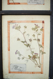 20th Century Herbarium Quad frame No2 - TallBoy Interiors