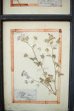 20th Century Herbarium Quad frame No2