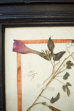 20th Century Herbarium Quad frame No2