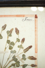 20th Century Herbarium Quad frame No2 - TallBoy Interiors