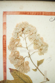 20th Century Herbarium Quad frame No2 - TallBoy Interiors