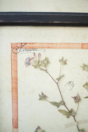 20th Century Herbarium Quad frame No2 - TallBoy Interiors
