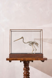 A Skeleton Cast of a New Zealand Kiwi bird - TallBoy Interiors