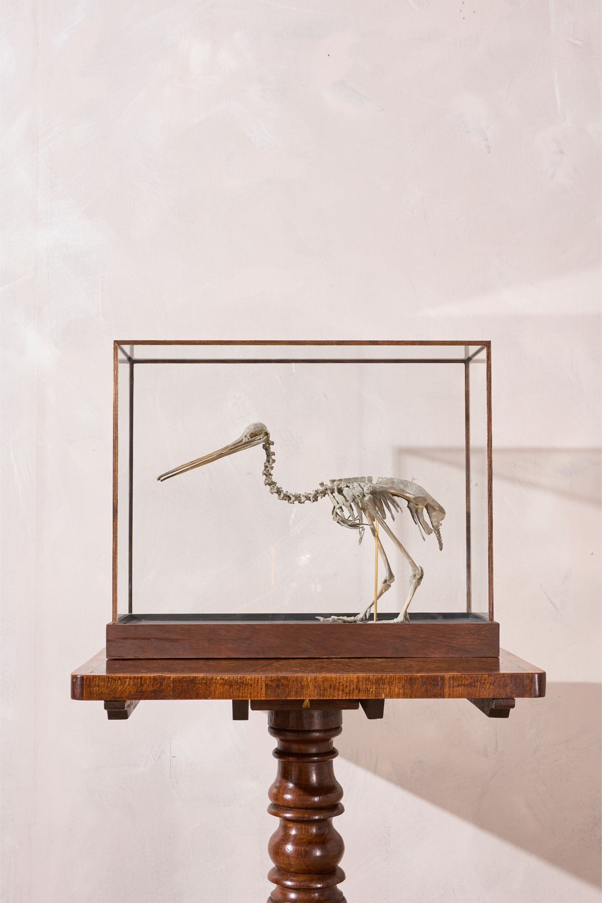 A Skeleton Cast of a New Zealand Kiwi bird - TallBoy Interiors