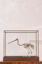 A Skeleton Cast of a New Zealand Kiwi bird - TallBoy Interiors