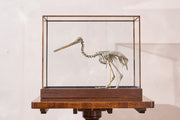 A Skeleton Cast of a New Zealand Kiwi bird - TallBoy Interiors