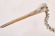 A Skeleton Cast of a New Zealand Kiwi bird - TallBoy Interiors