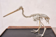 A Skeleton Cast of a New Zealand Kiwi bird - TallBoy Interiors