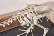 A Skeleton Cast of a New Zealand Kiwi bird - TallBoy Interiors