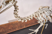 A Skeleton Cast of a New Zealand Kiwi bird - TallBoy Interiors