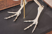 A Skeleton Cast of a New Zealand Kiwi bird - TallBoy Interiors
