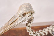A Skeleton Cast of a New Zealand Kiwi bird - TallBoy Interiors