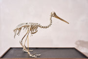 A Skeleton Cast of a New Zealand Kiwi bird - TallBoy Interiors