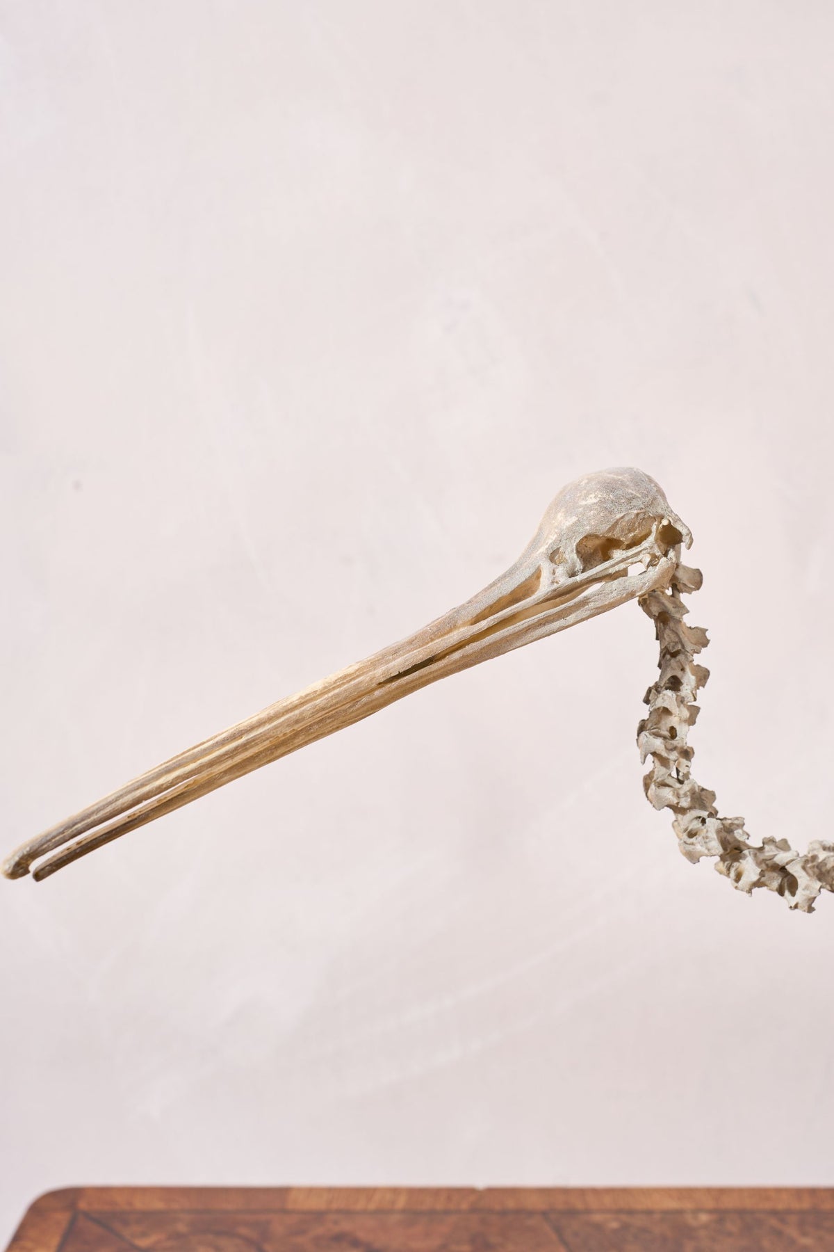 A Skeleton Cast of a New Zealand Kiwi bird - TallBoy Interiors
