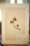 Early 20th century Swedish herbarium page- No1