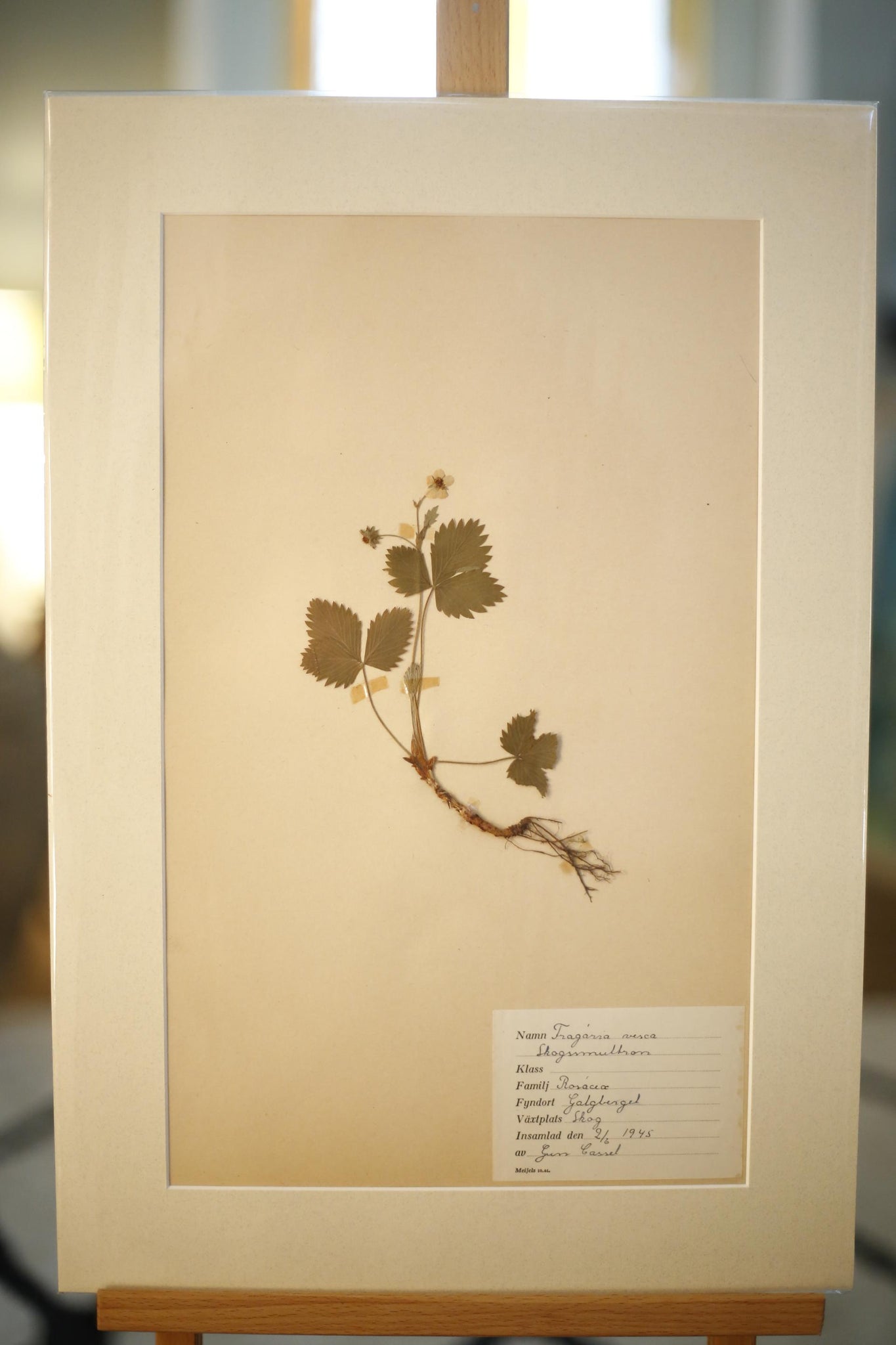 Early 20th century Swedish herbarium page- No1