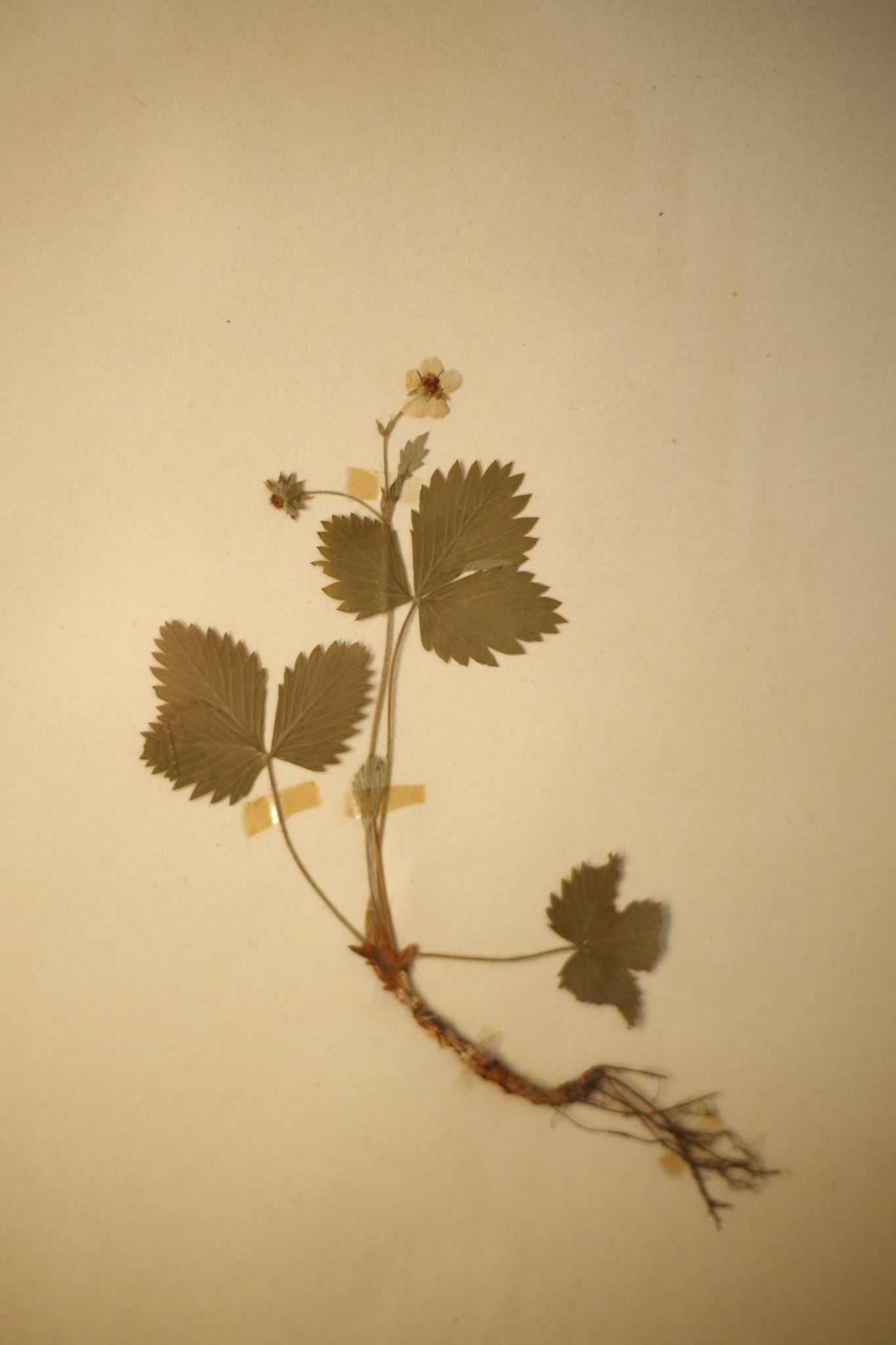 Early 20th century Swedish herbarium page- No1