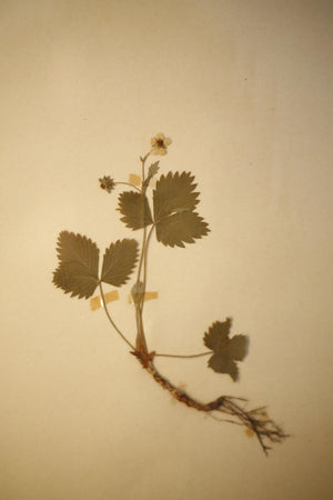 Early 20th century Swedish herbarium page- No1