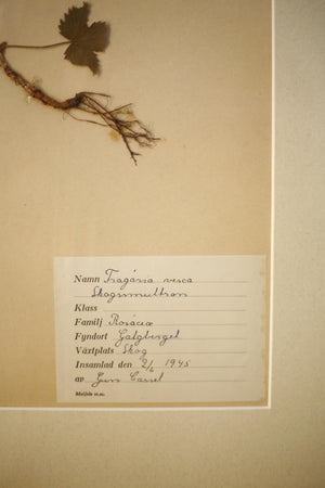 Early 20th century Swedish herbarium page- No1