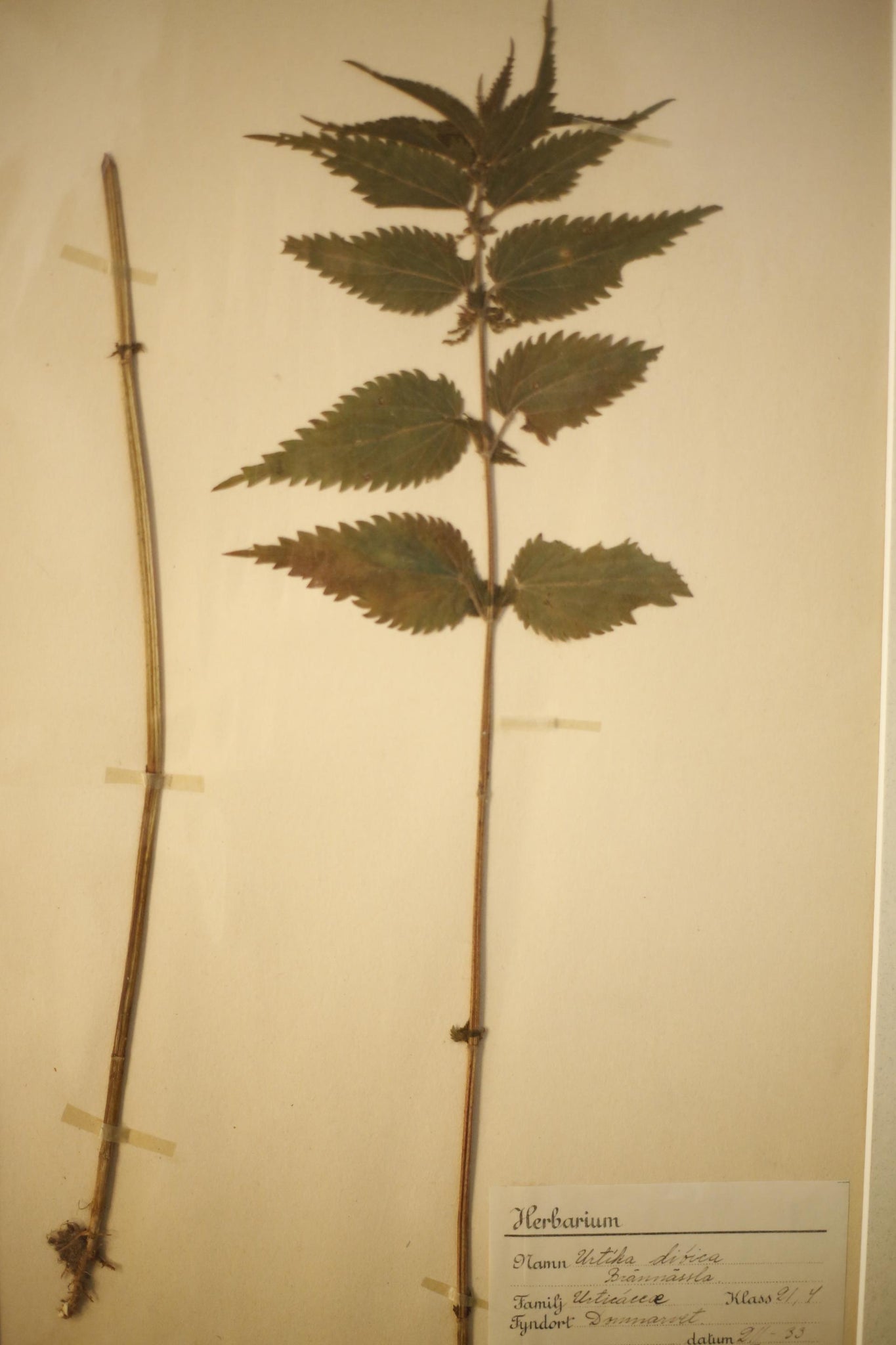 Early 20th century Swedish herbarium page- No2