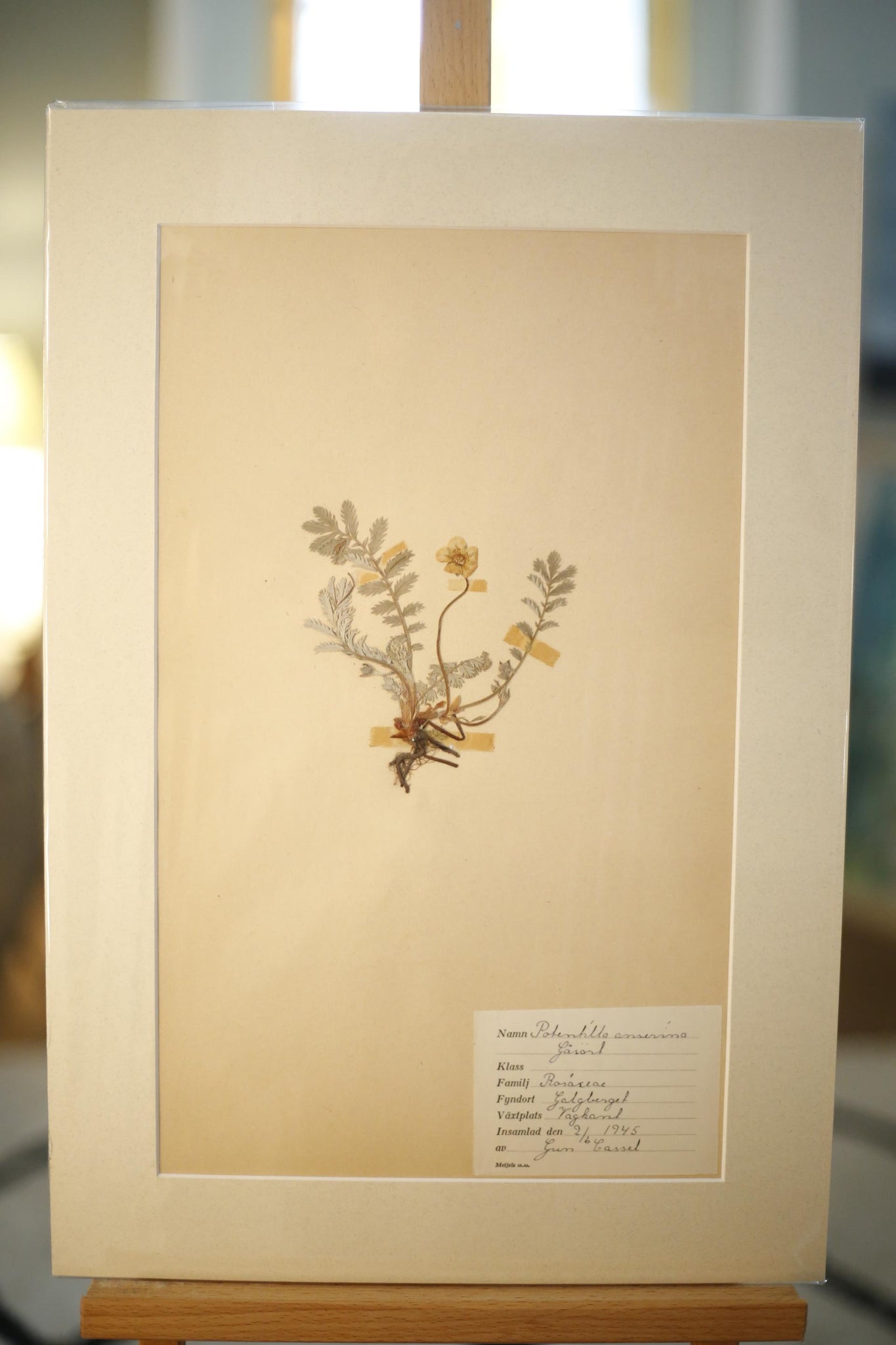 Early 20th century Swedish herbarium page- No3