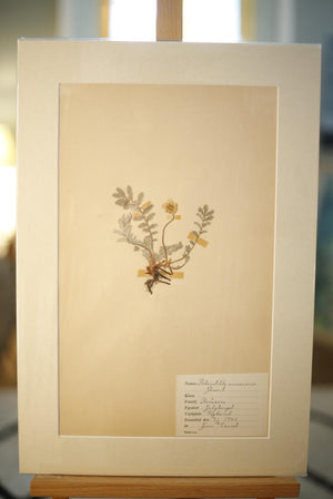 Early 20th century Swedish herbarium page- No3