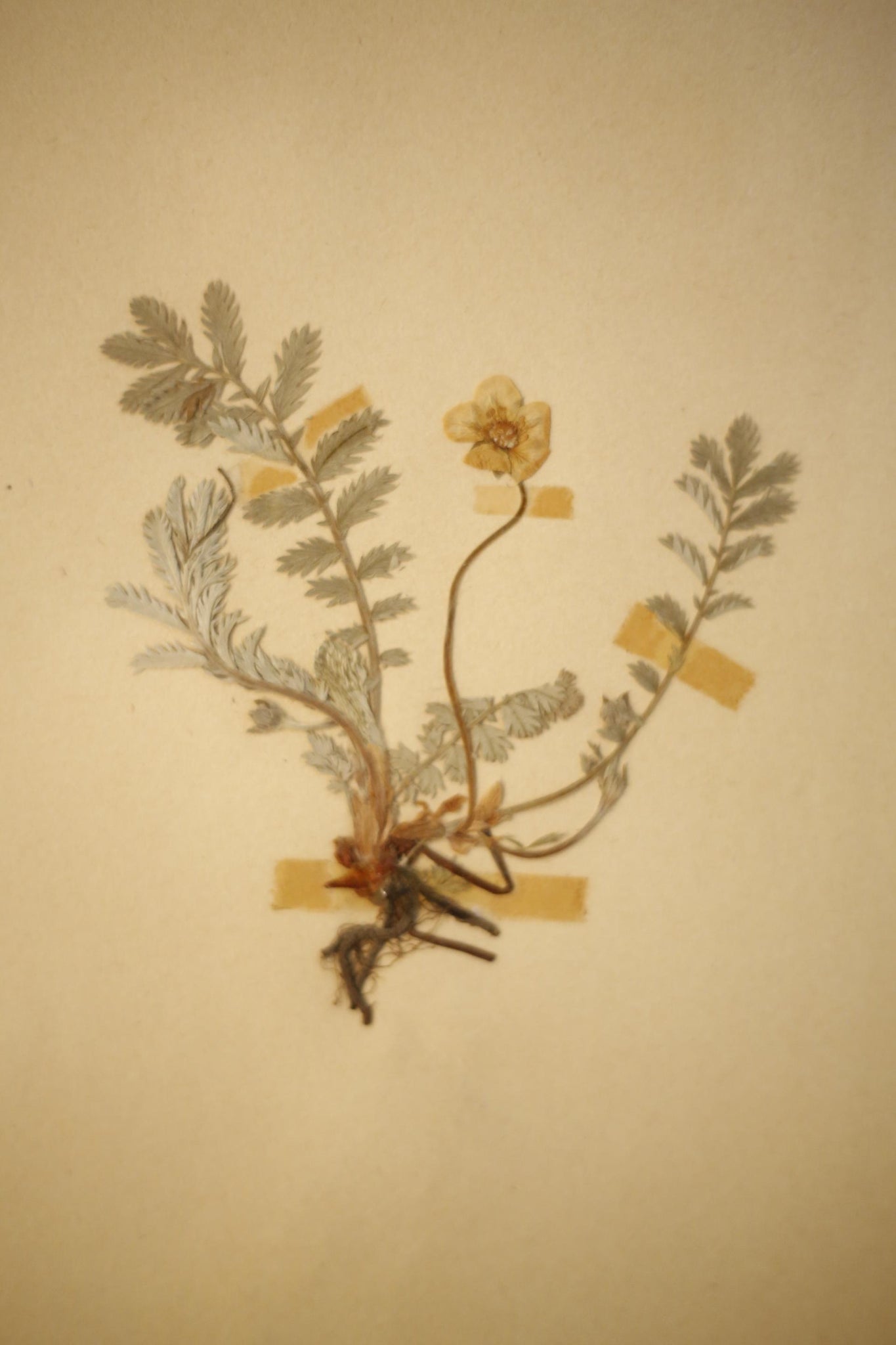 Early 20th century Swedish herbarium page- No3