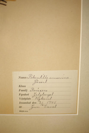 Early 20th century Swedish herbarium page- No3