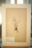 Early 20th century Swedish herbarium page- No4