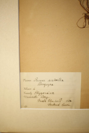 Early 20th century Swedish herbarium page- No4